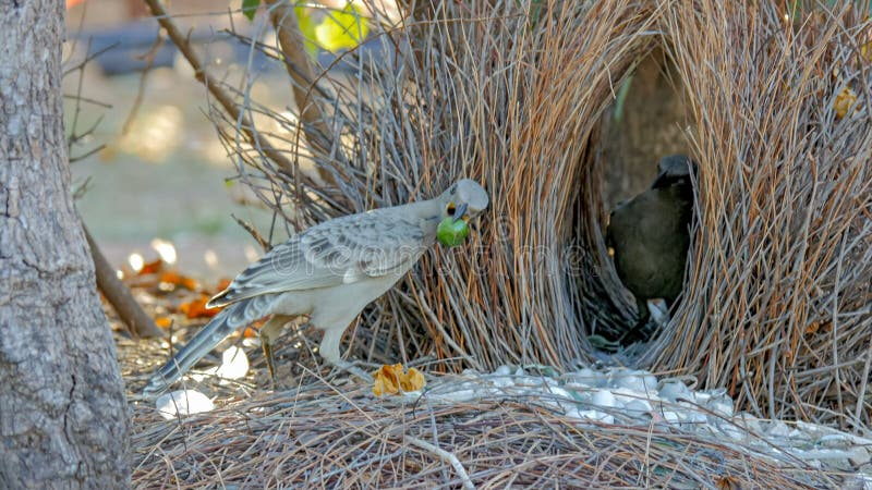 Το μεγάλο bowerbird επιδεικνύει τα αντικείμενα σε ένα άλλο πουλί στην κιόσκι του στοκ φωτογραφίες
